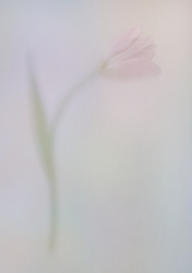 In pastel shades. A tulip
