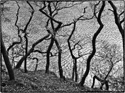 Dancing trees (Lake District)_1