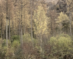 Autumn (Lake District)