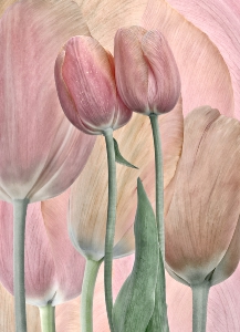 Associations Togetherness Tulips_1